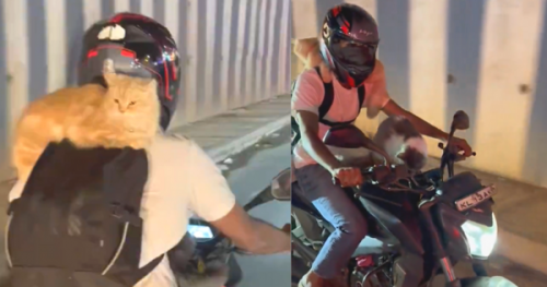 biker-riding-with-two-pet-cats-on-bengaluru-roads.png