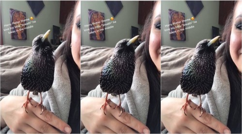 Bird sings Harry Potter theme music to get Potter heads excited