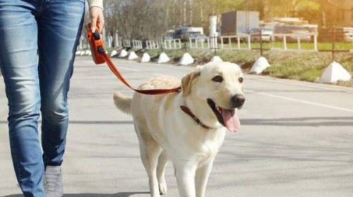 In June non-registration of pet dogs in Mohali will result in a fine