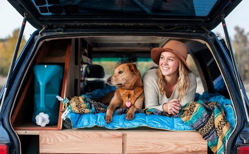 How to Prepare Your Pet for Summer Travel