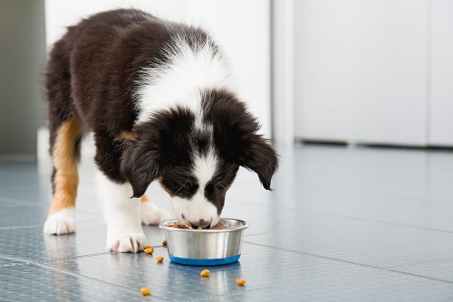 five-suggestions-to-make-sure-pets-are-getting-sufficient-protein.jpg
