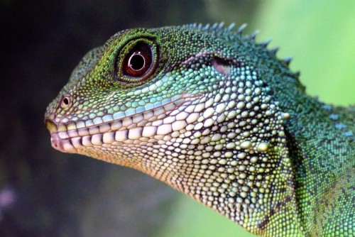 How to Care for an Exotic Pet