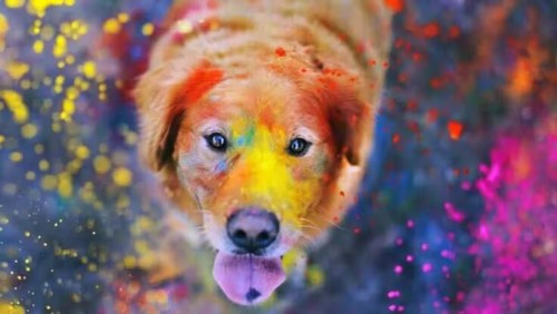 how-to-protect-and-keep-our-pet-safe-after-holi.jpeg