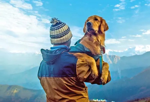 india-winter-holiday-spots-that-welcome-pets.jpg