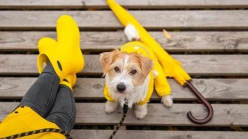 Monkeypox can be transmitted to dogs according to doctors