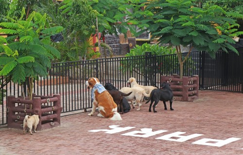 mumbai-has-pet-parks-where-you-may-take-your-dog.jpg