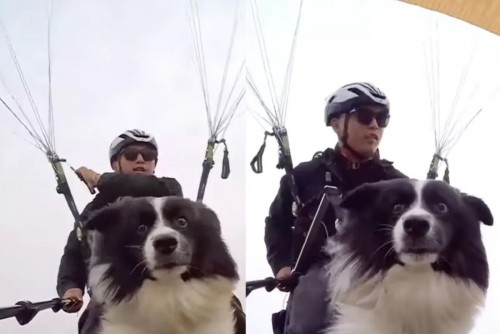 netizens-react-after-a-pet-dog-goes-paragliding-with-its-owner.jpg