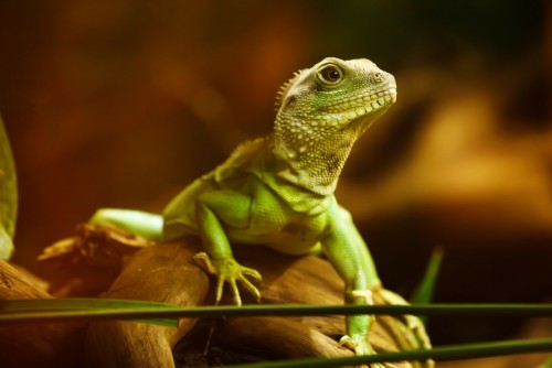 The Best Exotic Pet Supplies You Need to Buy
