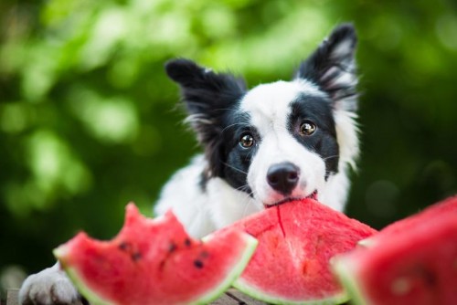 top-7-cooling-foods-to-keep-your-dog-comfortable-this-summer.jpg