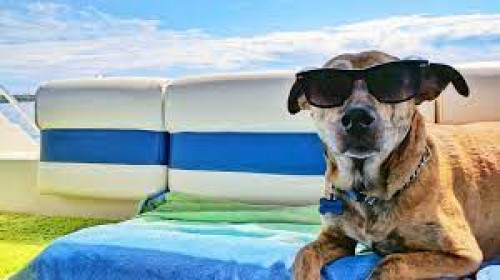 Keeping Your Pets Safe and Cool During Heatwaves: Essential Tips