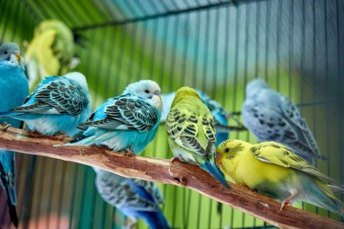 Top 10 Birds That Make Excellent Pets
