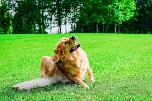 Protect Your Dog from Fleas and Ticks: A Comprehensive Guide