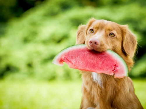 Top 5 Hydrating Foods to Keep Your Pet Cool and Healthy During a Heatwave