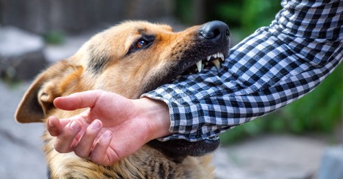 what to do if a dog scratches you