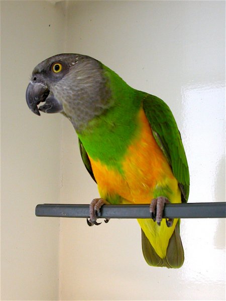 Senegal parrot clearance price at petco