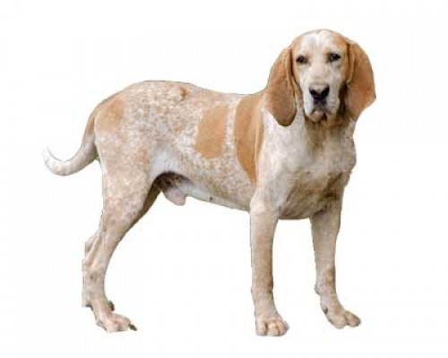 American English Coonhound Dog