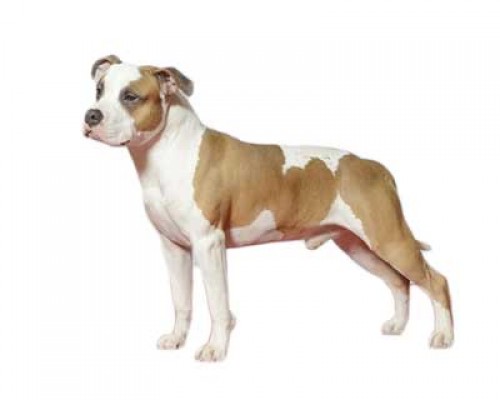 American Staffordshire Terrier Dog