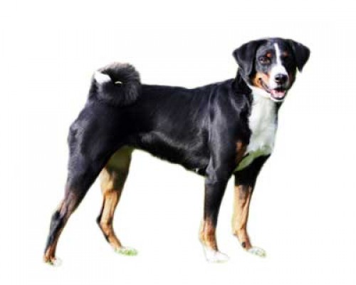 Appenzeller Sennenhund Dog