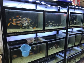 Yamini Aquarium