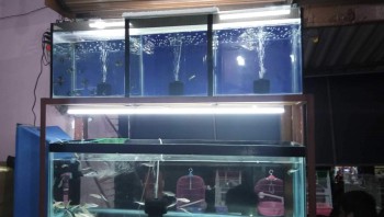 Amar Fish Aquarium